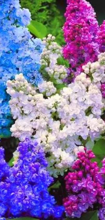 Colorful lilac flowers in full bloom, showcasing shades of purple and blue.