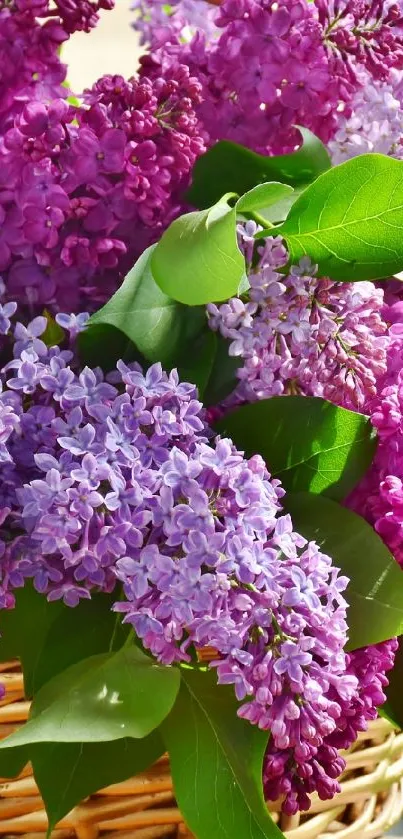 Basket of vibrant lilac and purple flowers with green leaves.