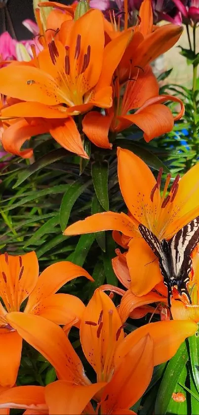 Orange lilies with a butterfly in a sunlit garden setting.