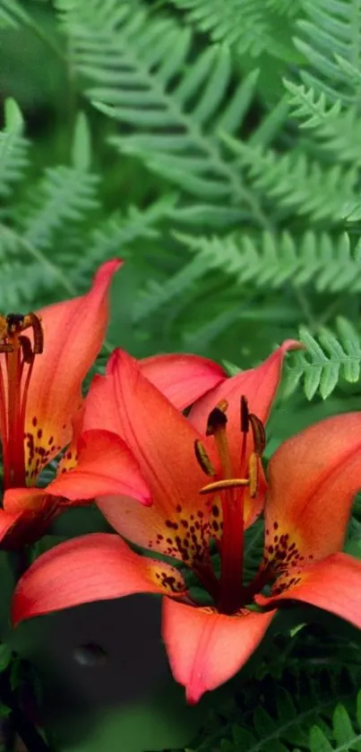 Vibrant orange lilies with green ferns as a mobile wallpaper background.