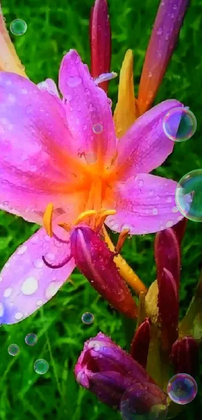 Vibrant purple lily with raindrops in lush green background.