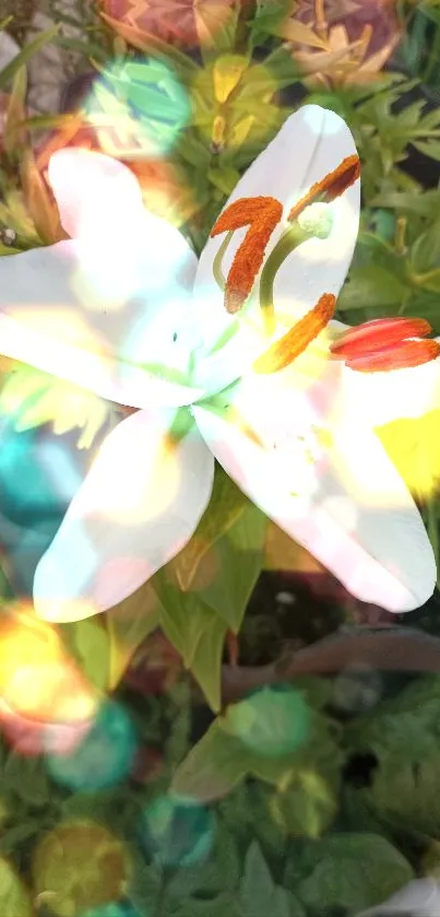 Close-up of white lily with vibrant bokeh effects in a lush garden.