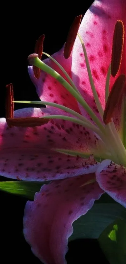 Close-up of a vibrant pink lily on a black background, highlighting floral details.