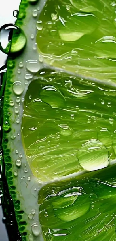 Close-up of a vibrant lime slice with water droplets, showcasing green freshness.