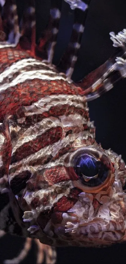 Lionfish with vibrant colors and intricate patterns in a striking close-up view.