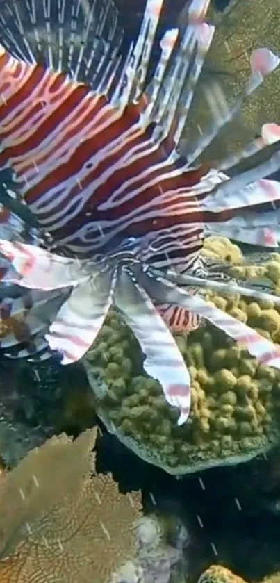 Lionfish swimming in a colorful coral reef underwater.