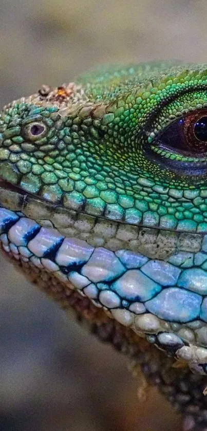 Close-up of a vibrant green lizard's textured scales.