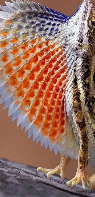 Vibrant lizard displaying colorful frill on a natural background.