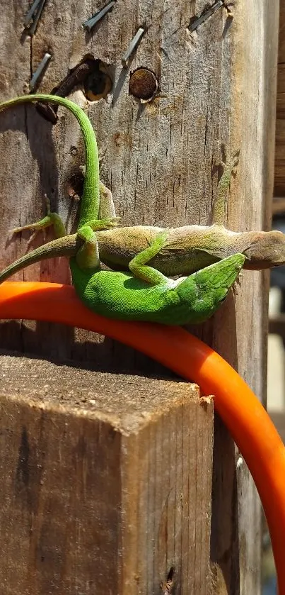 Two lizards, one green and one brown, on textured wood with an orange cable.