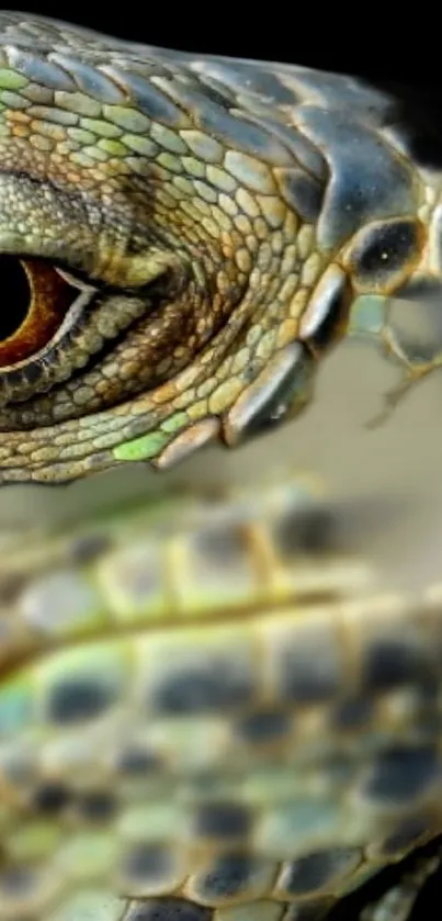 Close-up of a vibrant lizard's eye with detailed scales and rich colors.