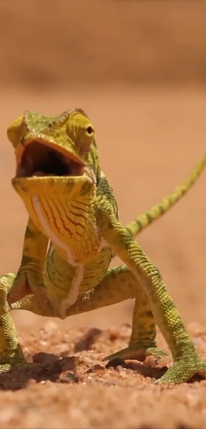 Green lizard in a desert setting wallpaper.