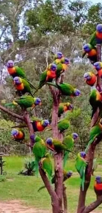 Cluster of lorikeets perched on a tree in a vibrant, natural setting.