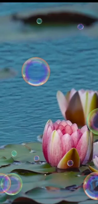 Pink lotus flowers with colorful bubbles on blue water surface wallpaper.