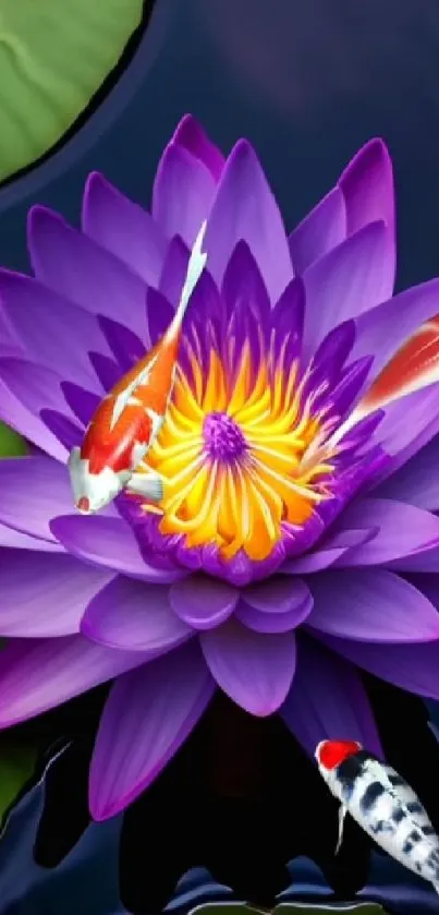 Purple lotus flower with koi fish on water.