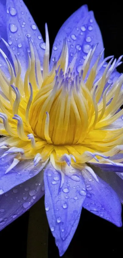 Purple lotus flower with a vivid yellow center on a black background.