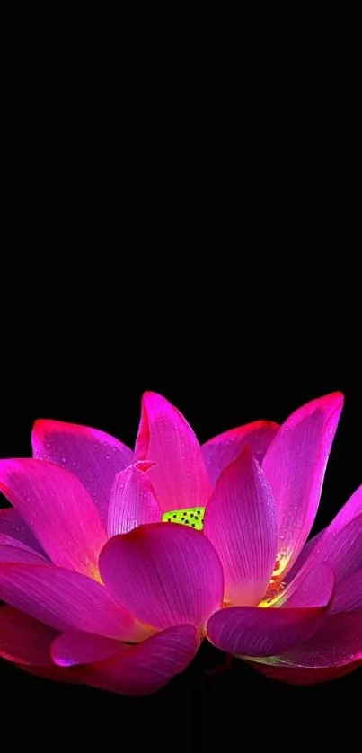 Vibrant pink lotus flower on black background wallpaper.