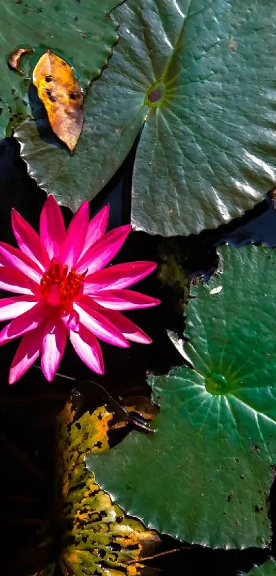 Vibrant pink lotus among green lily pads on a pond.