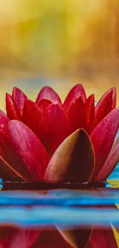 Red lotus blossom with colorful water reflection.