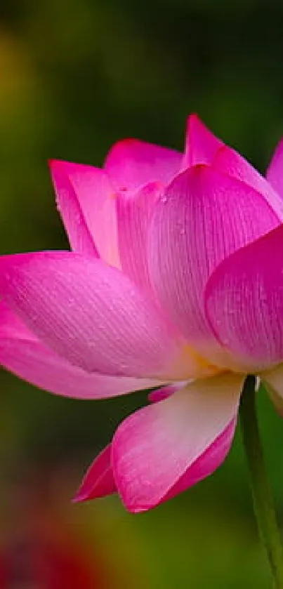 Vibrant pink lotus flower in full bloom against a lush green background.