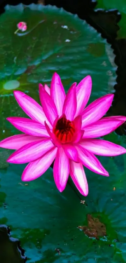 Vibrant pink lotus flower on green lily pads wallpaper.