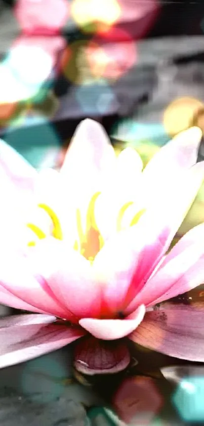 Vibrant pink lotus with bokeh effect as mobile wallpaper.