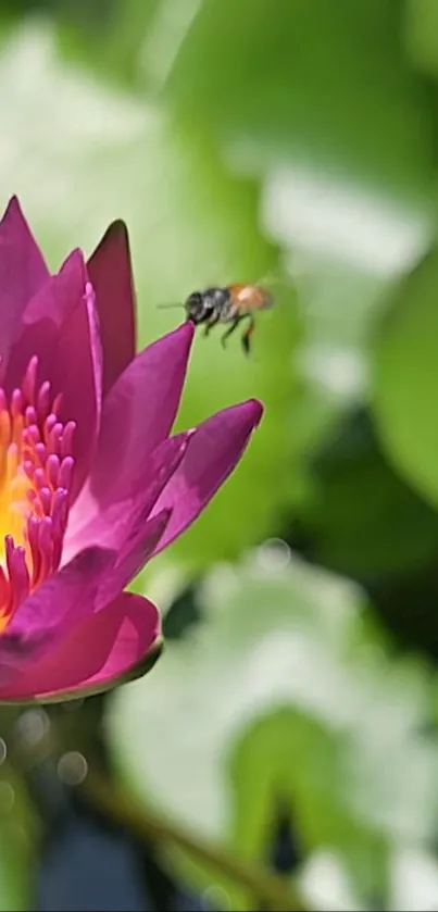 Vibrant lotus flower with a bee in natural garden setting.