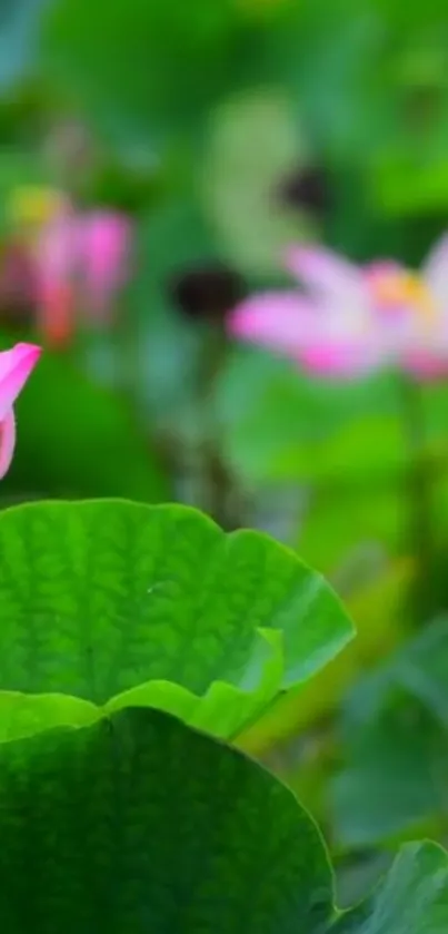 Vibrant pink lotus against green leaves.