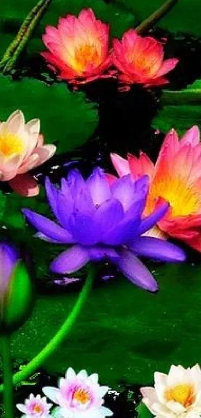 Colorful lotus flowers on green lily pads.