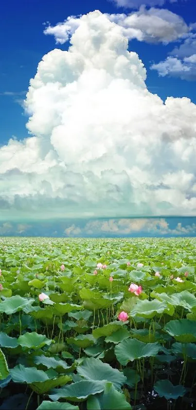 Vibrant lotus field with blue sky and clouds.