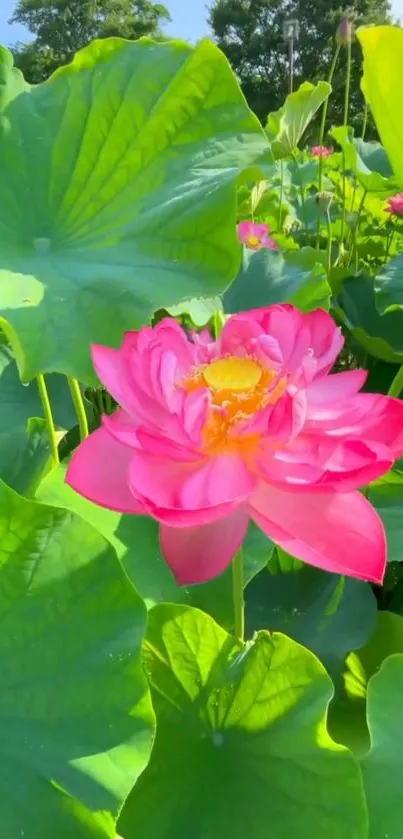 Vibrant pink lotus surrounded by green leaves.