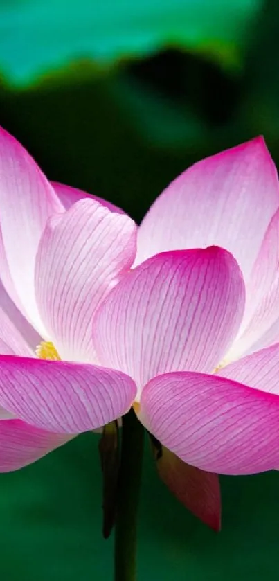 Pink lotus flower with green leaf background.