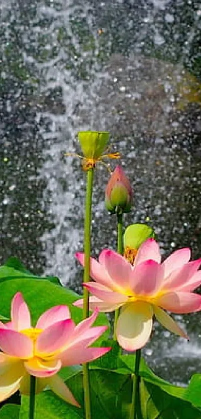 Lotus flowers bloom in a vibrant, serene water garden.