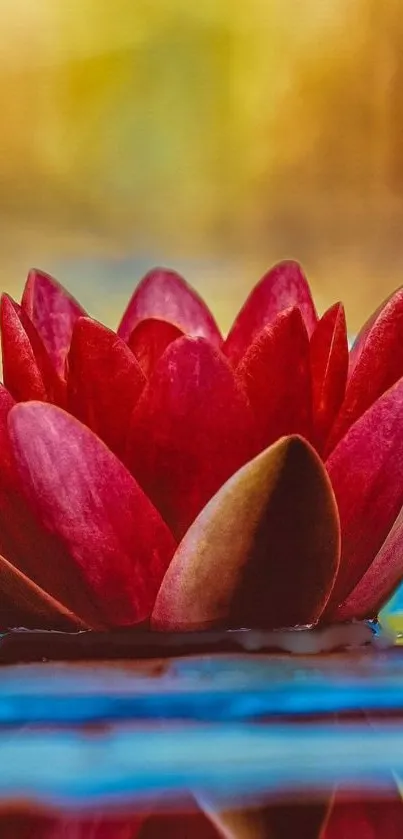 Vibrant red lotus flower blooming on water surface.