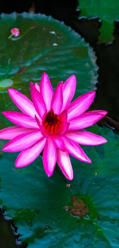 Vibrant pink lotus flower on green lily pads wallpaper.