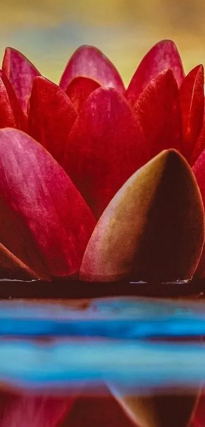 Vibrant red lotus flower floating on blue water with a serene background.