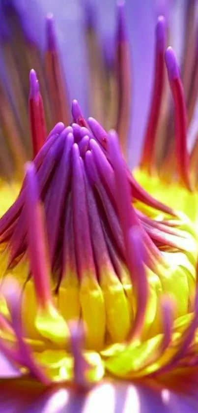 Close-up of a vibrant purple and yellow lotus flower petal.