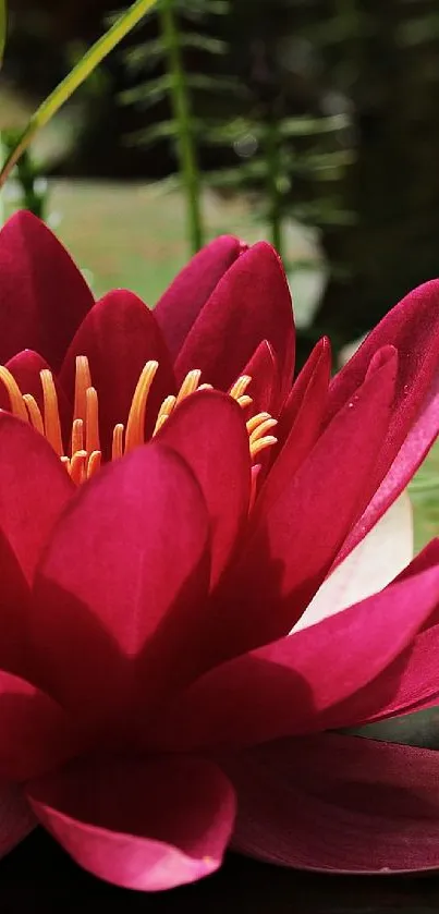 Pink lotus flower on green lily pads.