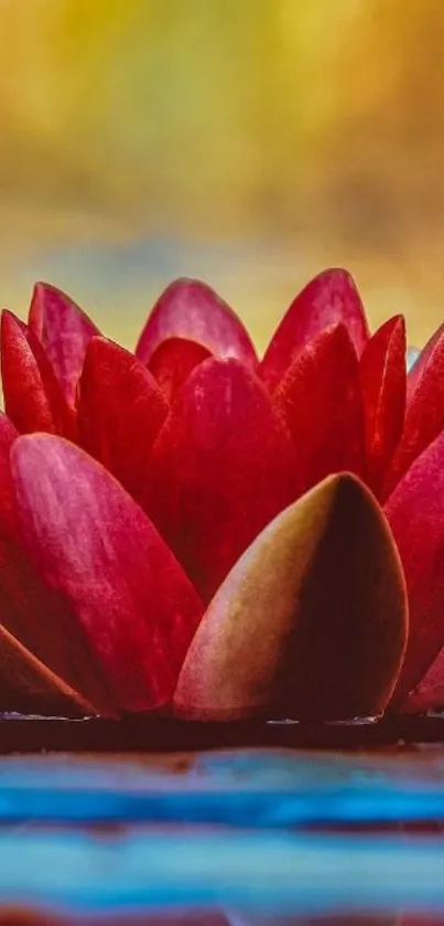 Red lotus flower floating on water with a serene background.