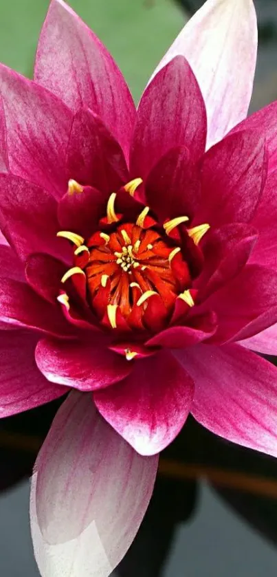 Vibrant pink lotus flower with green leaves on a mobile wallpaper.