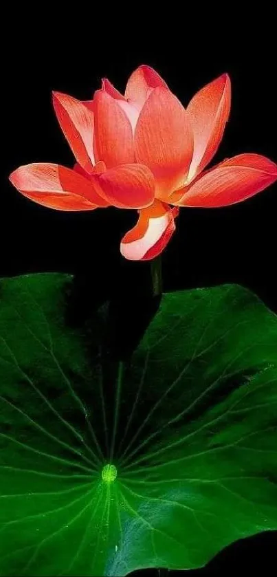 Vibrant lotus with green leaves on a black background.