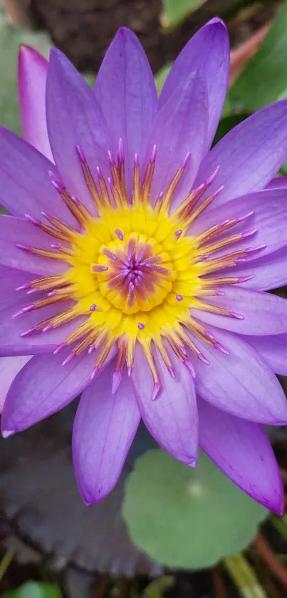 Purple lotus flower with a vibrant yellow center.