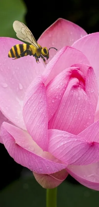 Pink lotus with a bee on a serene background.