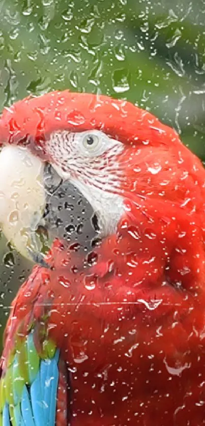 Red macaw perched with rain droplets on window.