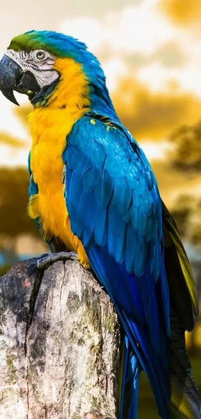 Blue and gold macaw perched on a weathered tree stump.