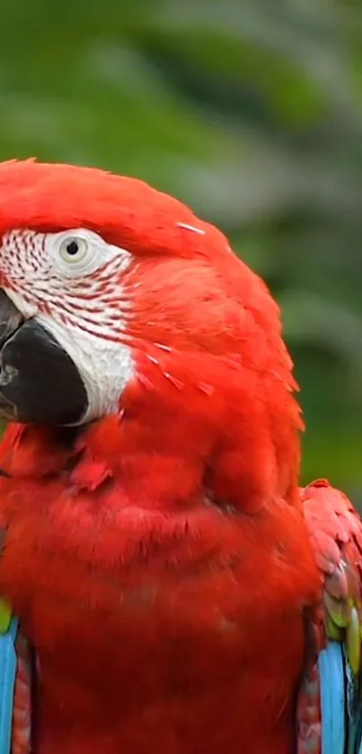 Close-up portrait of a vibrant red macaw parrot with a green leafy background.