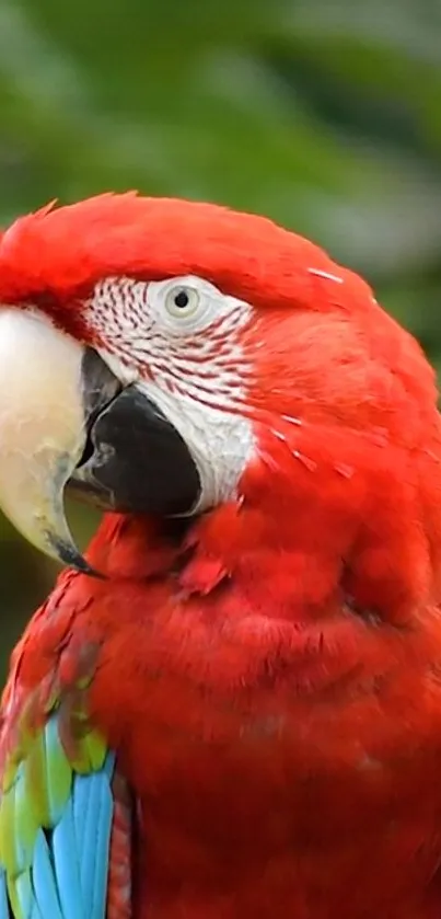 Vibrant red macaw parrot on green background.