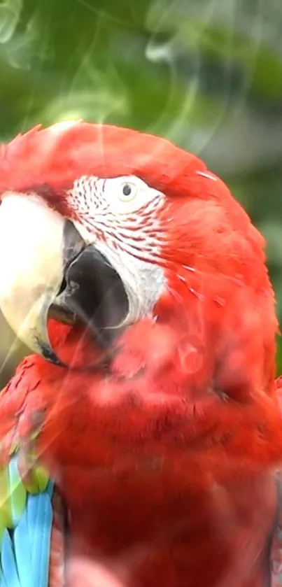 Vibrant red macaw with smoky background.