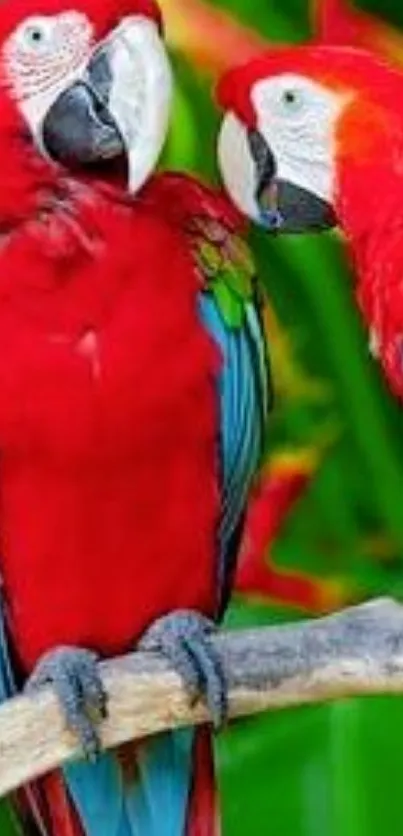 Vibrant macaw parrots perched on a branch with colorful feathers.