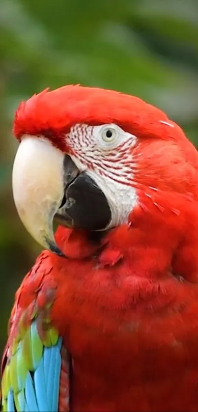 Vibrant red macaw parrot with colorful feathers.