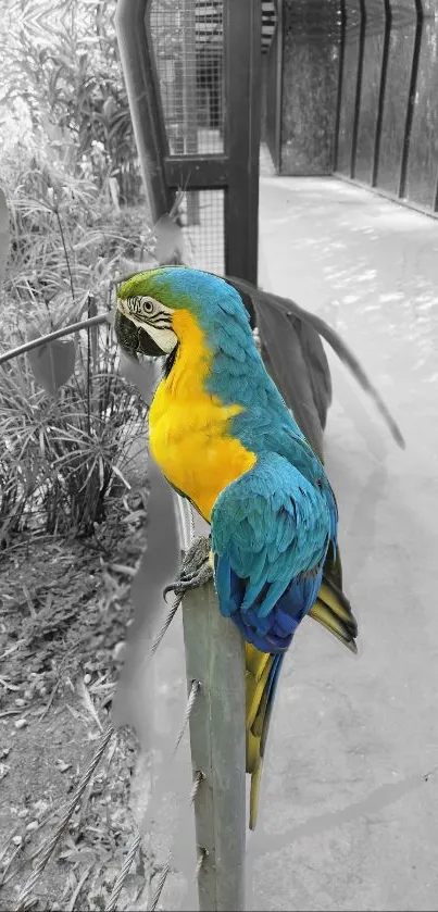 Blue and yellow macaw parrot standing on a perch in a cage.